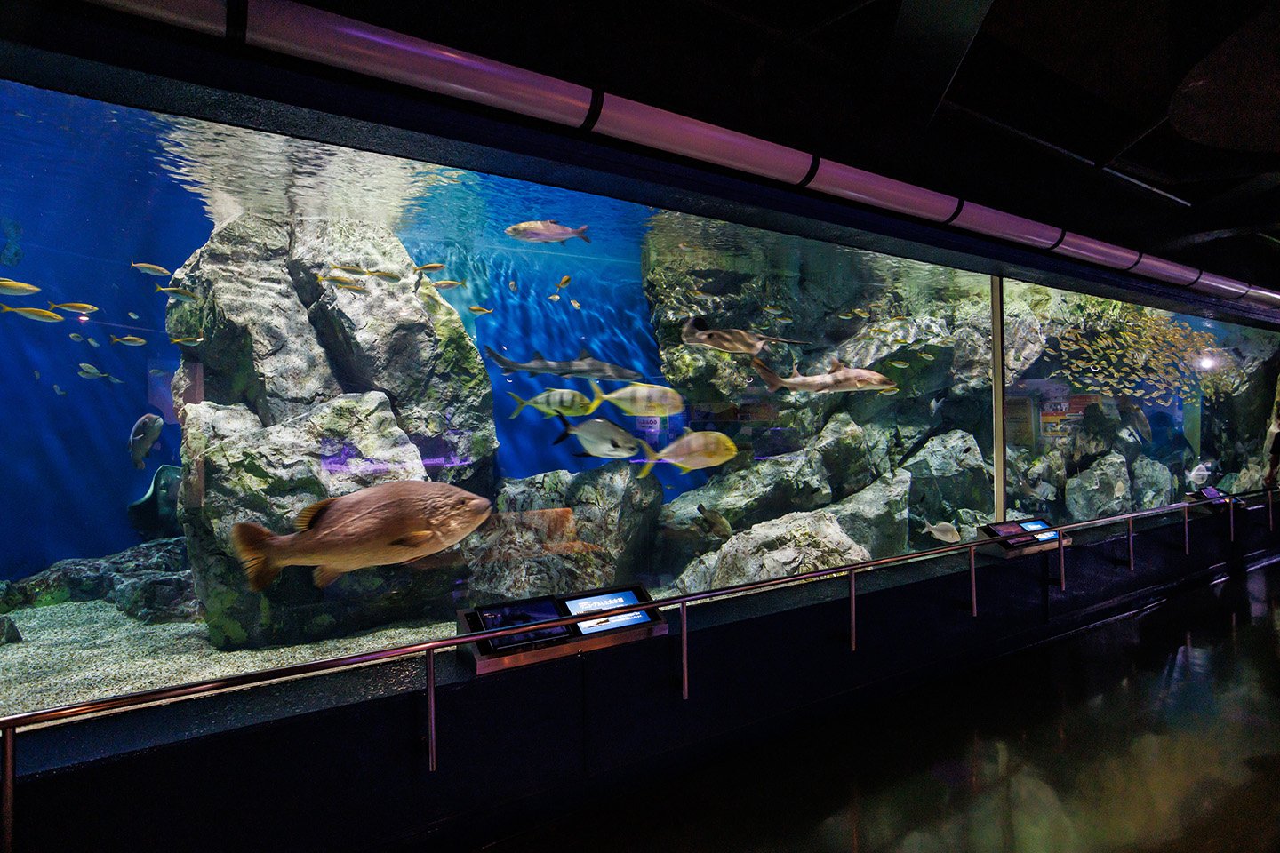 🐠 헤키난 해변 수족관 (헤키난카이힌스이조쿠칸)